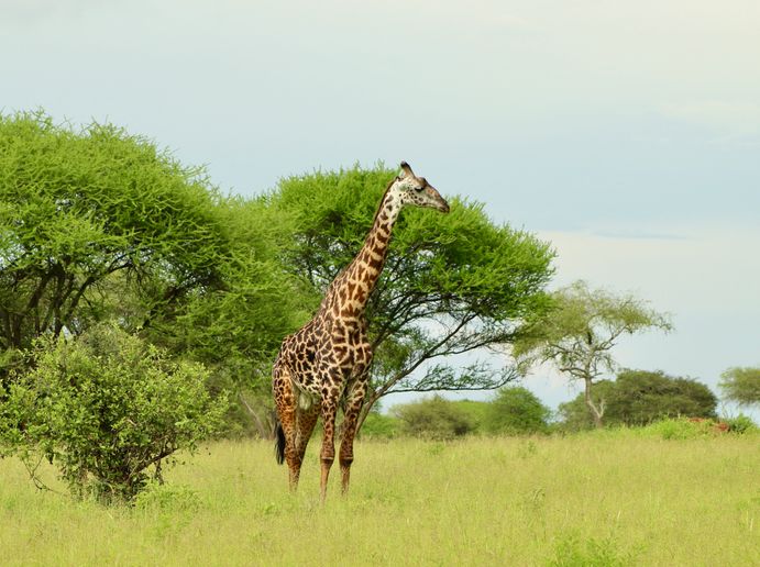 Giraffe game drive